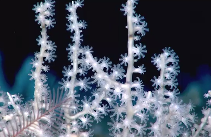 Natural white corals from deep sea reefs