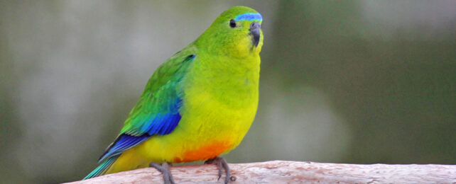 Orange bellied parrot on branch with floofed up cheeks