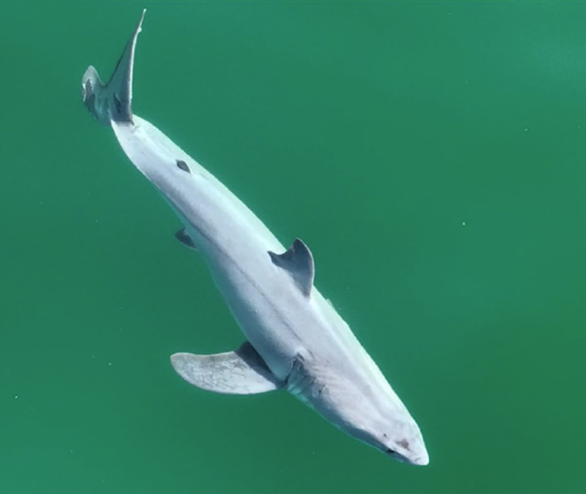 Side on view of pale white shark in green sea.
