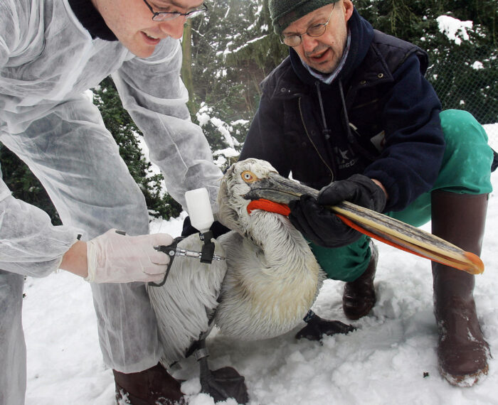 Vets immunizing pelican 