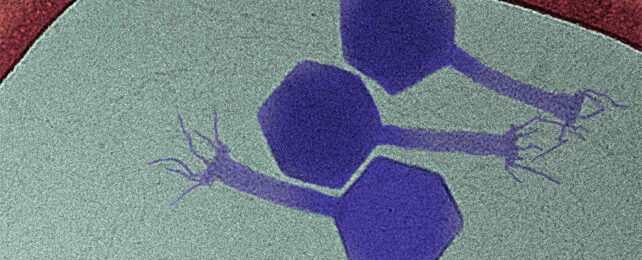 Illustration of the Paride phage