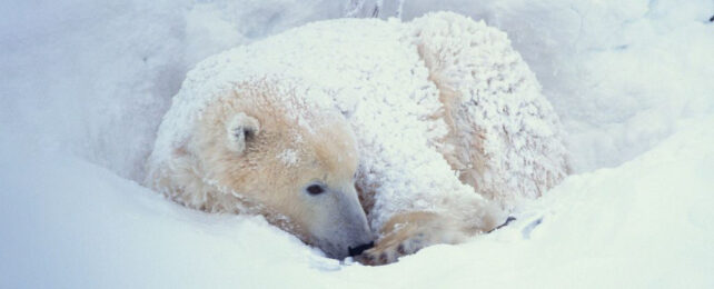 Polar bear covered in snow all curled up in a ditch in the ice