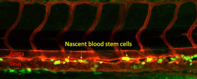 blood stem cells forming in the trunk of a zebrafish embryo