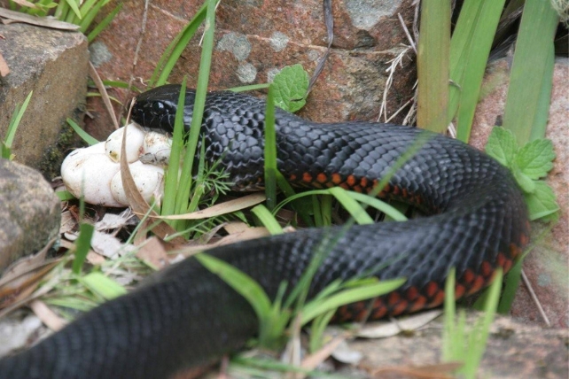 a snake eating eggs