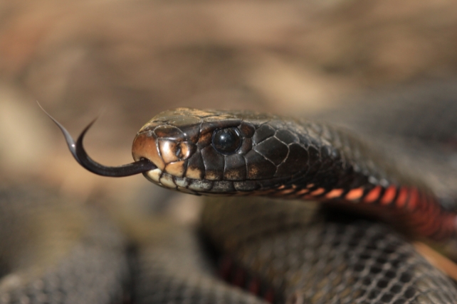 a close up of a red-bellied black snake
