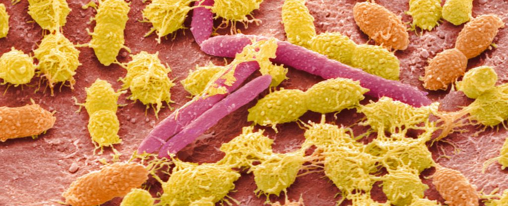 An entirely new class of life has been found in the human digestive system: ScienceAlert