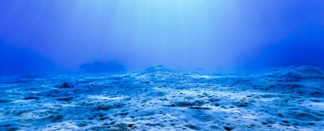 Seabed Bathed In Blue Light