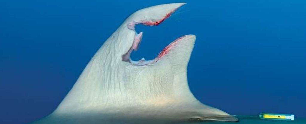 La aleta rota de un tiburón vista regenerada un año después en una increíble primera vez: Heaven32