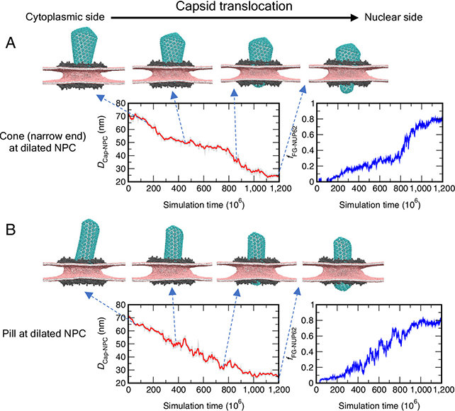 Cell simulations