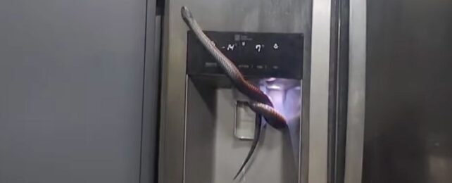 snake in an ice dispenser