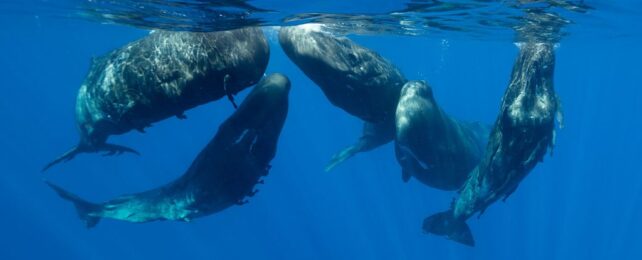 Sperm Whales Live in Huge, Distinct Clans Spread Across The Ocean