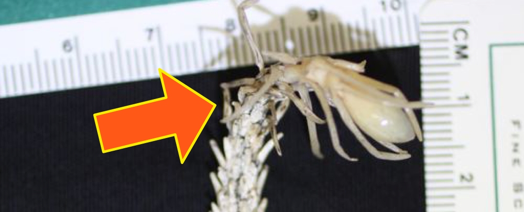 Acesta poate arăta ca un păianjen, dar ești în stare de șoc: ScienceAlert