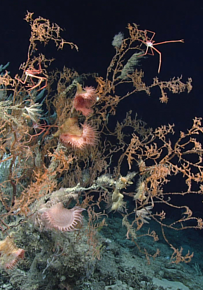 orangy coral tendrils populated with crustaceans and anemones