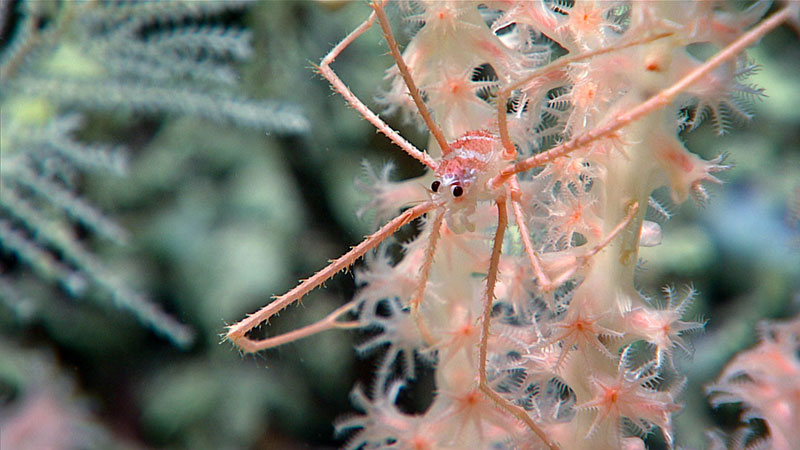 pink long limbed lobster on pink corals