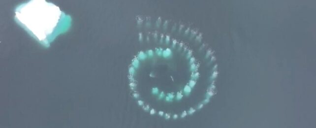 Incredible 'Fibonacci' Spiral Was Made by a Pair of Ocean Creatures
