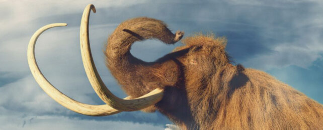 Illustration of a wooly mammoth with impressive curved tusks