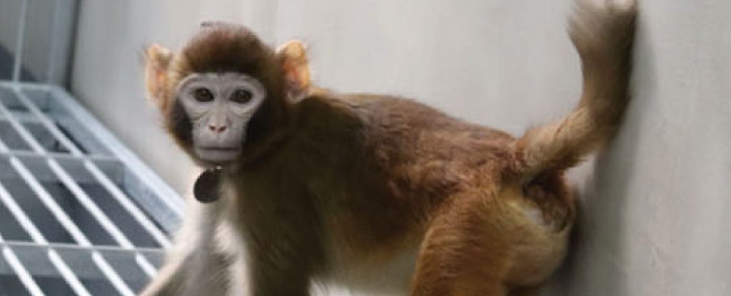 Un mono Rhesus clonado sigue vivo después de 2 años: Heaven32