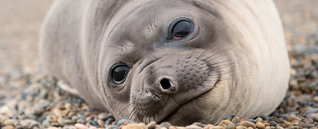 Close up of elephant seal