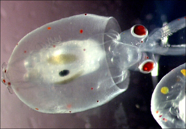 Translucent freshly hatched black-eyed squidling