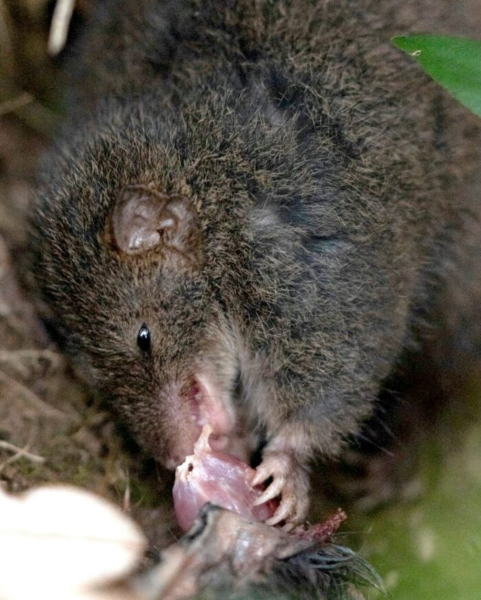 Little grey mammal eating meat