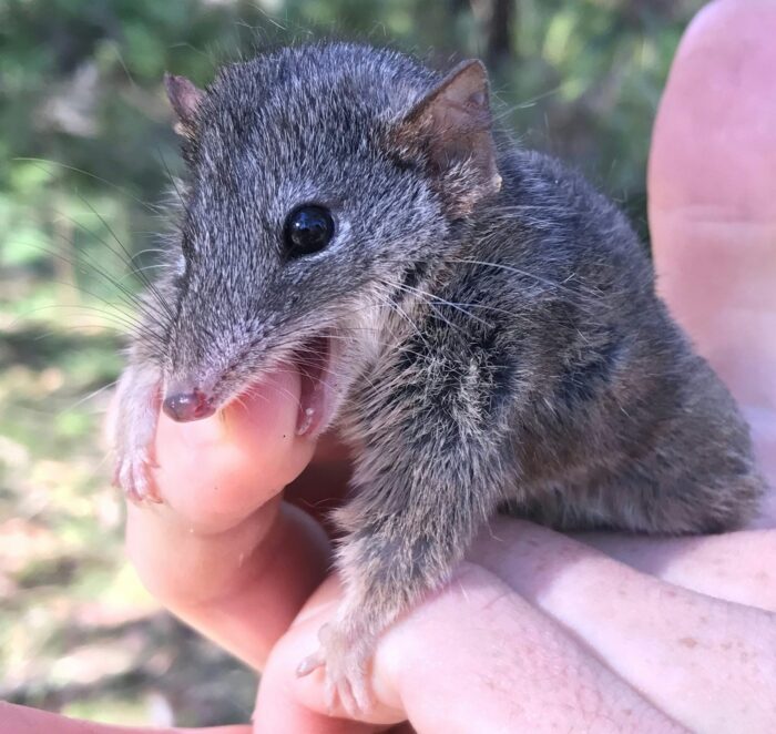 Small feisty marsupial biting handler's finger
