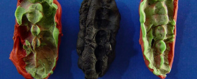 Stone Age Teenagers' Chewing Gum Reveals Life 9,700 Years Ago in Fascinating Detail