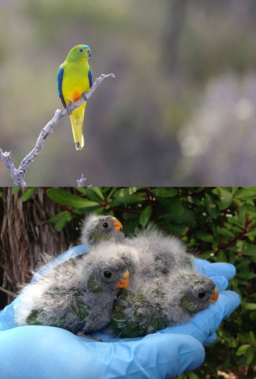 Orang Bellied Parrots