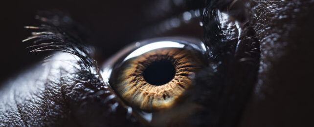 Listlessness in Depression Can Be Seen in The Eyes