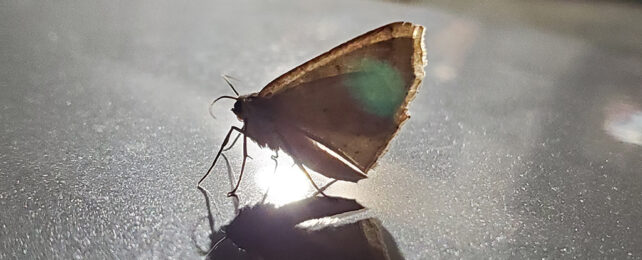 moth on bright surface