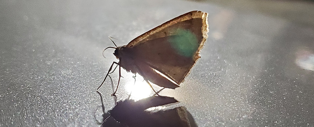 Moths Aren't Drawn to Flames. Here's What's Really Happening.