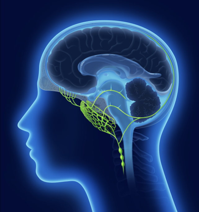 Human Nasopharyngeal Plexus