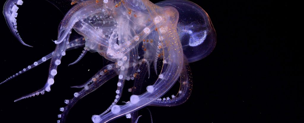 Cuatro nuevas especies de pulpo descubiertas en un paraíso de aguas profundas frente a la costa de Costa Rica: Heaven32