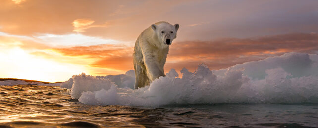 polar bear on sea ice with a setting sun behind