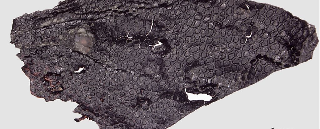 Esta pequeña textura en la roca es el fósil de piel más antiguo conocido.  Tiene 290 millones de años.  : Alerta científica