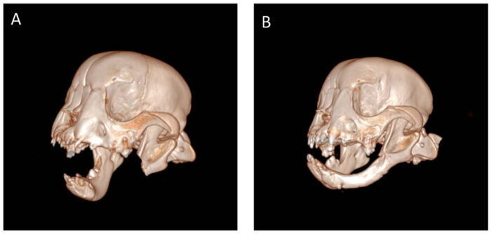 3D scan images of Tyson the dog's removed and regrown jaw