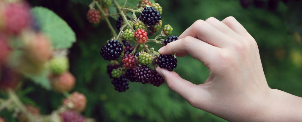 O estudo diz que as características do TDAH podem ter evoluído para fornecer vantagens na coleta de alimentos