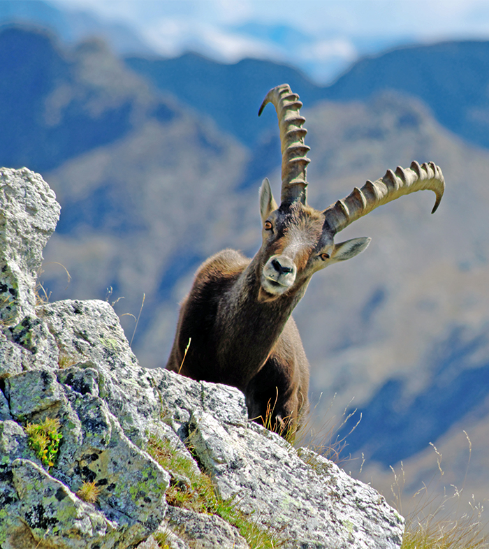 Large horned brown goat peeking out from behind rocks