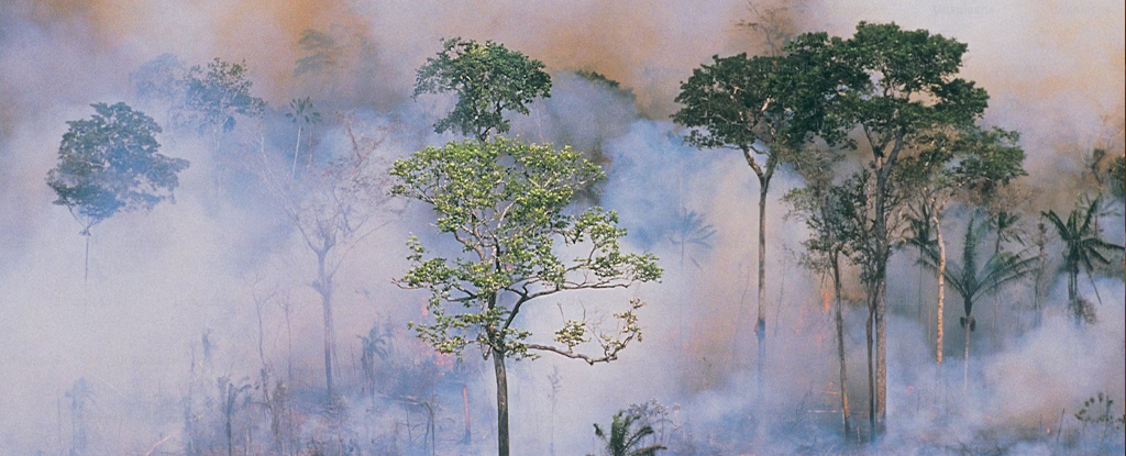La selva amazónica se enfrenta a un drástico colapso a partir de 2050, advierten los científicos: Heaven32