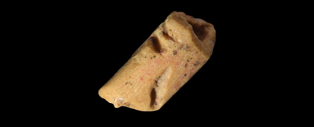 El hueso antiguo es la cuenta más antigua conocida en América, lo que revela pistas sobre la cultura Clovis: Heaven32