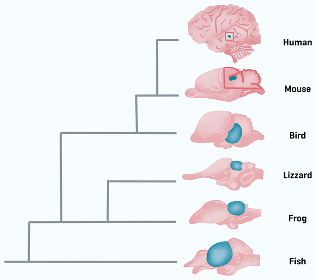 Superior colliculus size