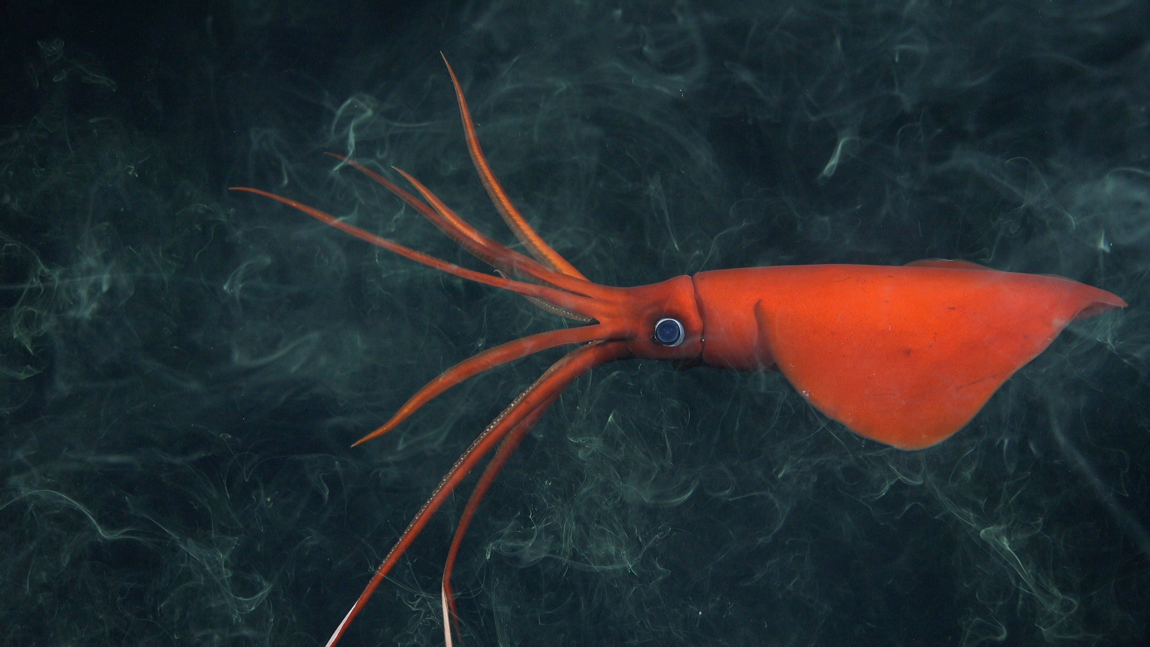 bright red squid flying through alarm cloud of ink