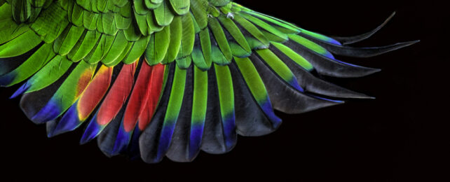 Brightly colored parrot wing feathers in flight