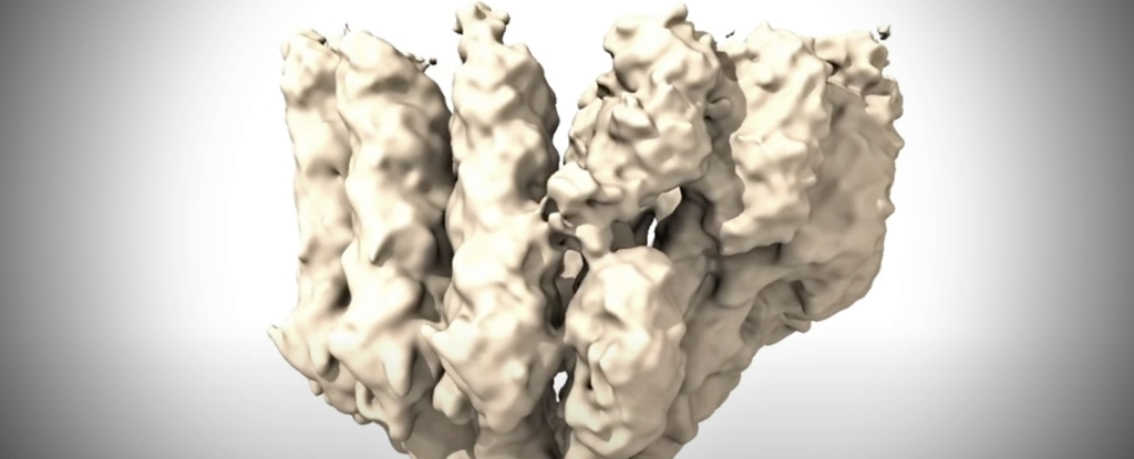 Los científicos revelan las primeras imágenes de una célula construyendo su 'carretera molecular' – ScienceAlert
