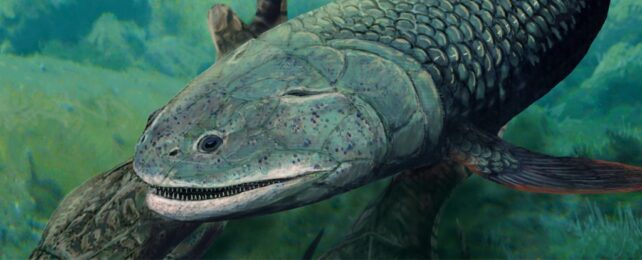 Bizarre Prehistoric Predator Fish Breathed Air, Had Fangs And Four 'Limbs'  : ScienceAlert