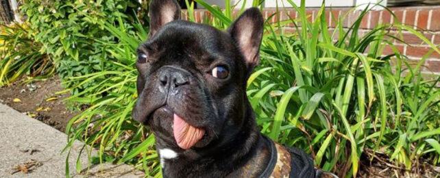 Close up of black french bulldog with his tongue sticking out