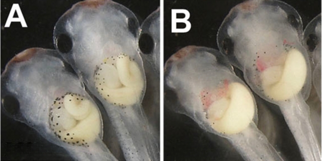 Tadpole intestines developing