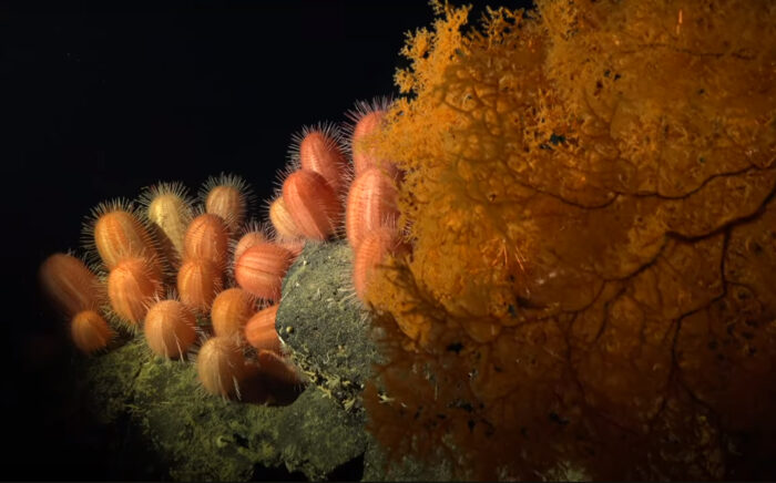 Orange corals and pink oblong sea urchins