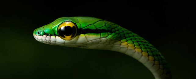 cute big golden eyes bright green with yellow striped snake