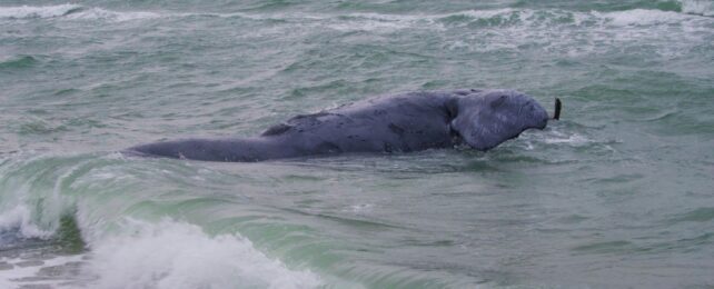 Deceased female North Atlantic right whale