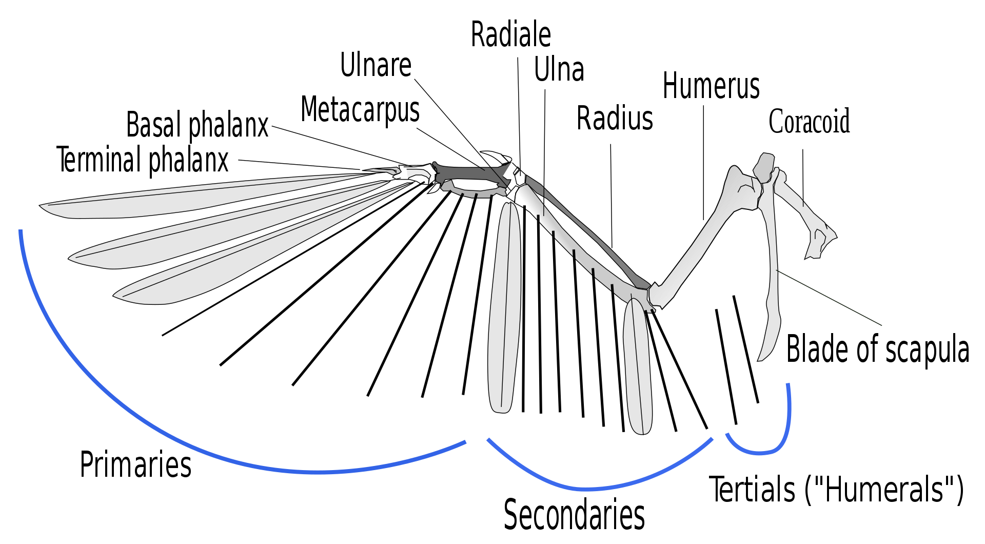 Diagram of bird wing anatomy with primary feathers labeled